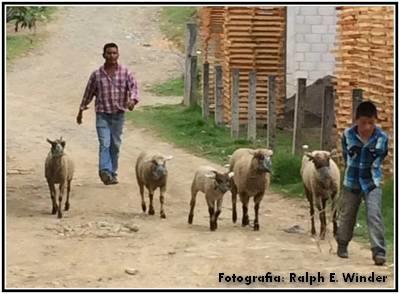 pastores de ovejas borregos zongolica