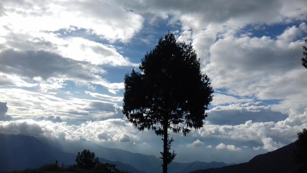 bosque bosque